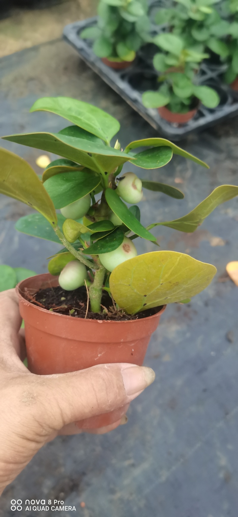 小盼菩提。