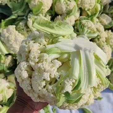 精品松花，大量供应，一手货源，质量牛，欢迎下单
