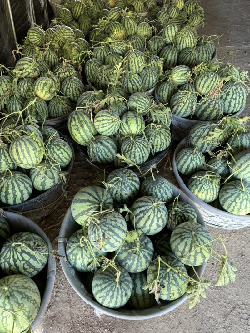 拉秧瓜毛毛钱的价格无黄心无水脱