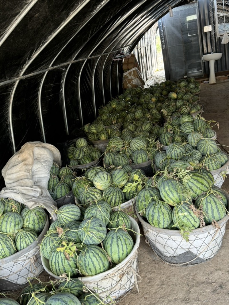 拉秧瓜毛毛钱的价格无黄心无水脱