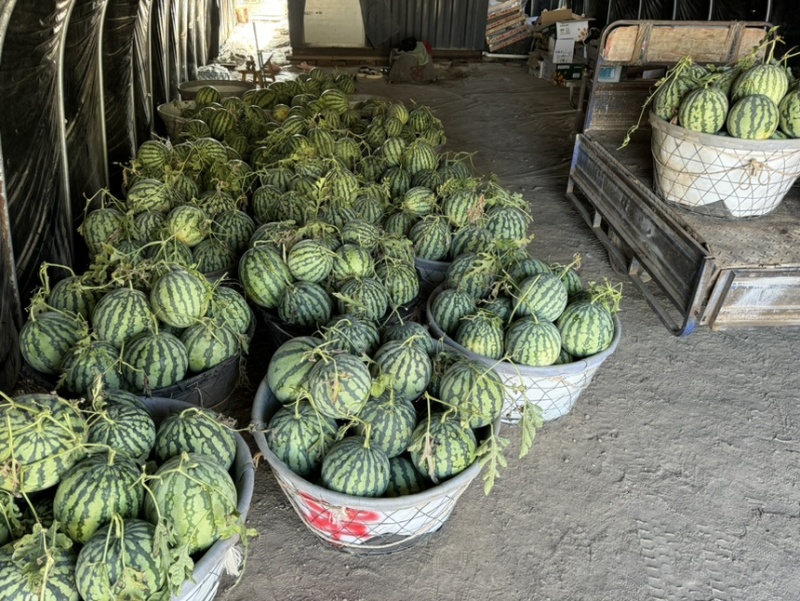 拉秧瓜毛毛钱的价格无黄心无水脱