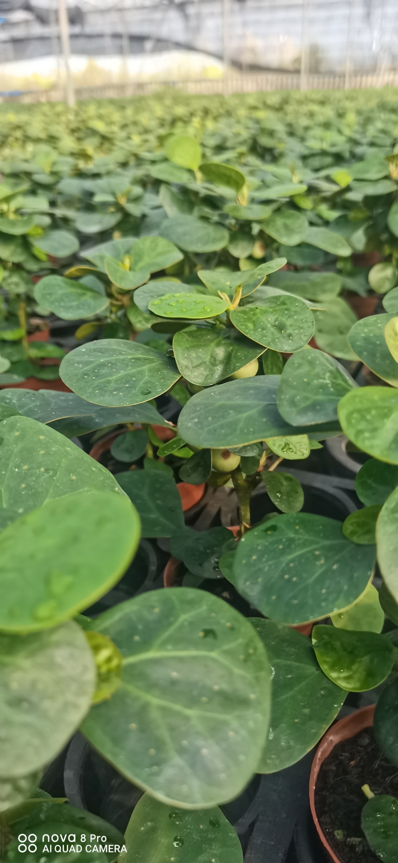 【量大优惠】广东佛山90杯小盼菩提现挖现发