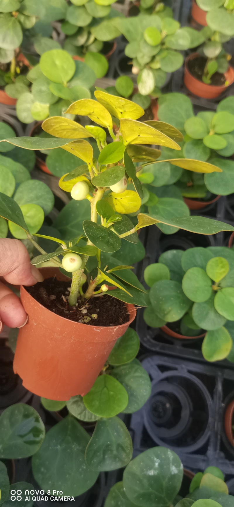 【量大优惠】广东佛山90杯小盼菩提现挖现发