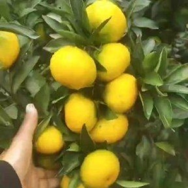 【大丰蜜橘】浙江蜜橘上市中量大全国接单耐运输