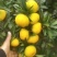 【大丰蜜橘】浙江蜜橘上市中量大全国接单耐运输