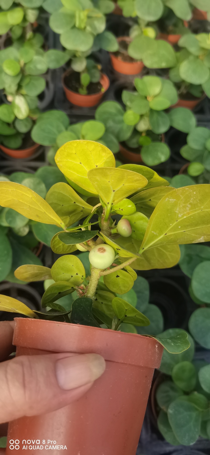 【量大优惠】广东佛山90杯小盼菩提现挖现发