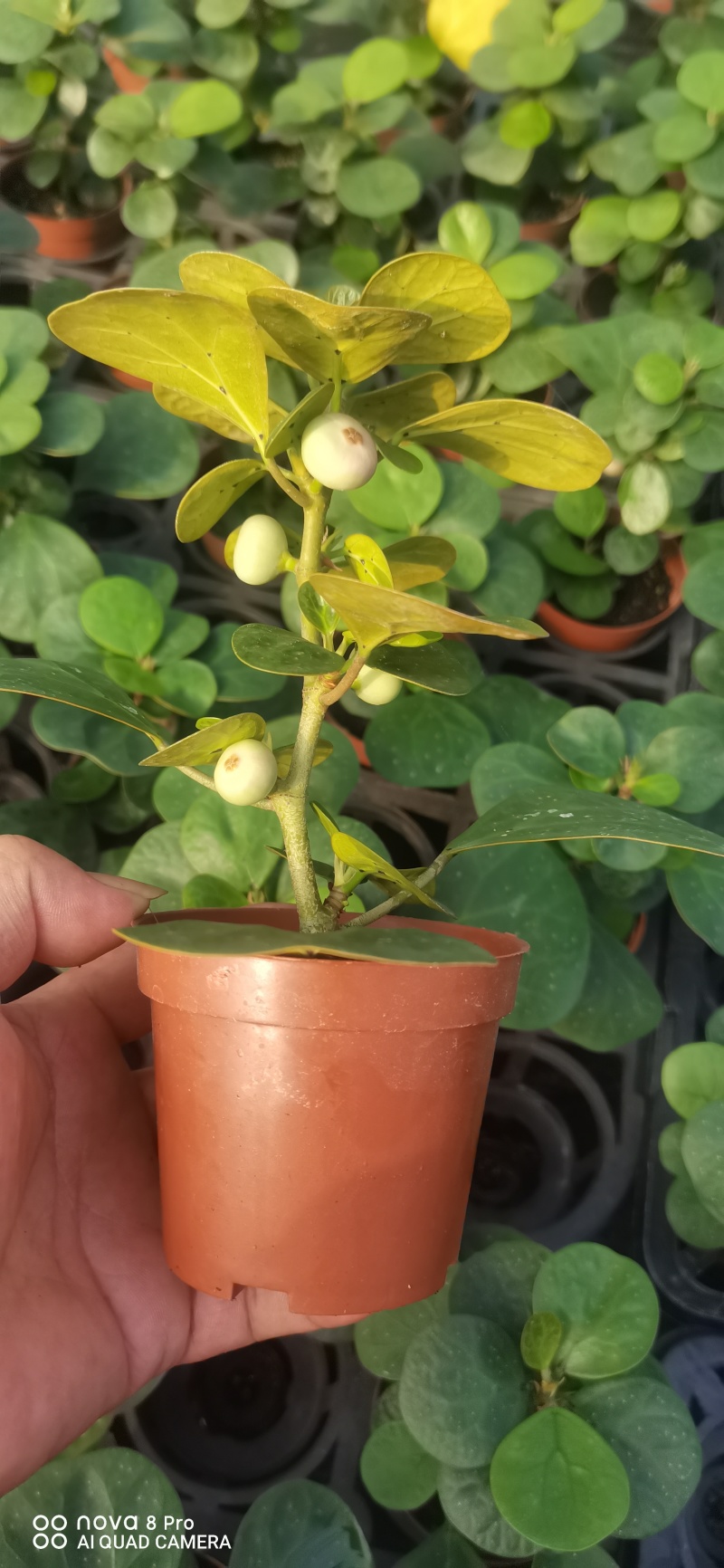 【量大优惠】广东佛山90杯小盼菩提现挖现发