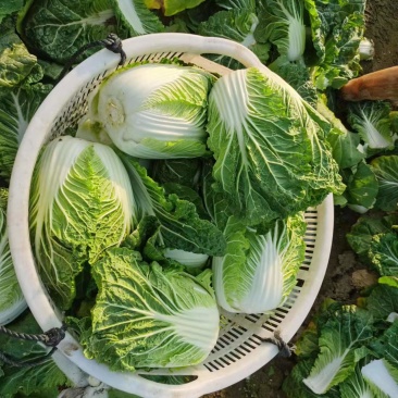 精品夏阳白，大白菜，精品小颗，商超品质，大量供应，