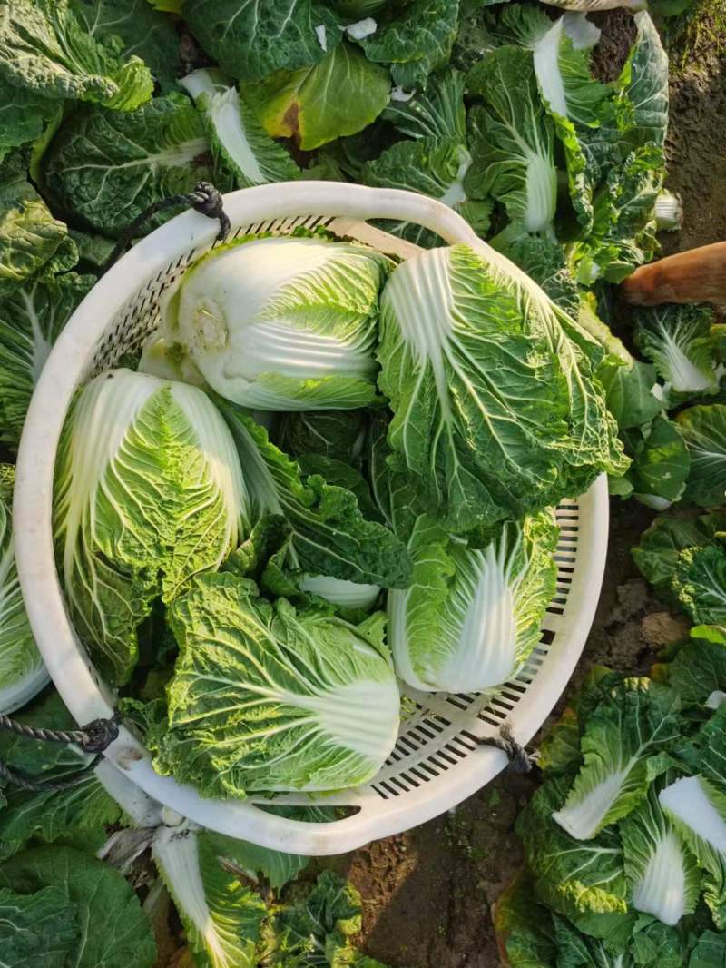 精品夏阳白，大白菜，精品小颗，商超品质，大量供应，