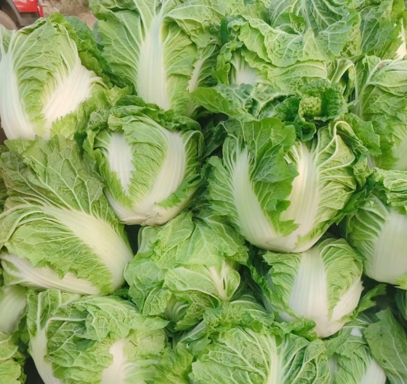 精品夏阳白，大白菜，精品小颗，商超品质，大量供应，