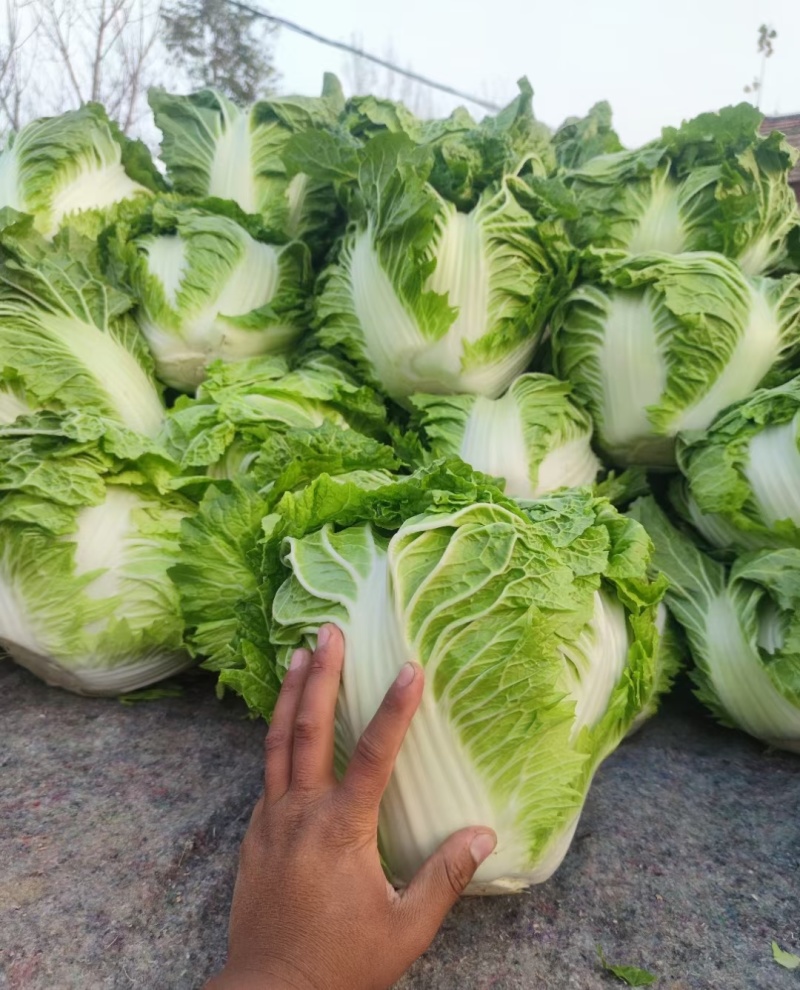 精品夏阳白，大白菜，精品小颗，商超品质，大量供应，