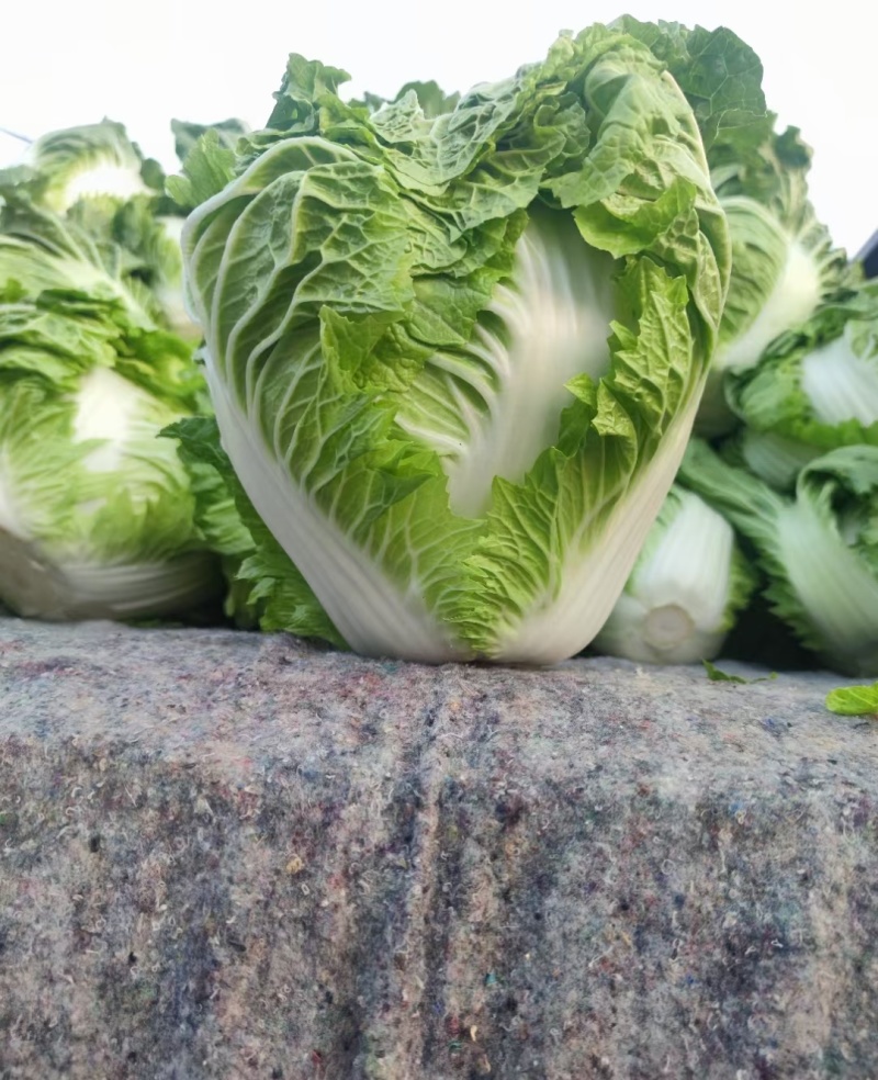 精品夏阳白，大白菜，精品小颗，商超品质，大量供应，