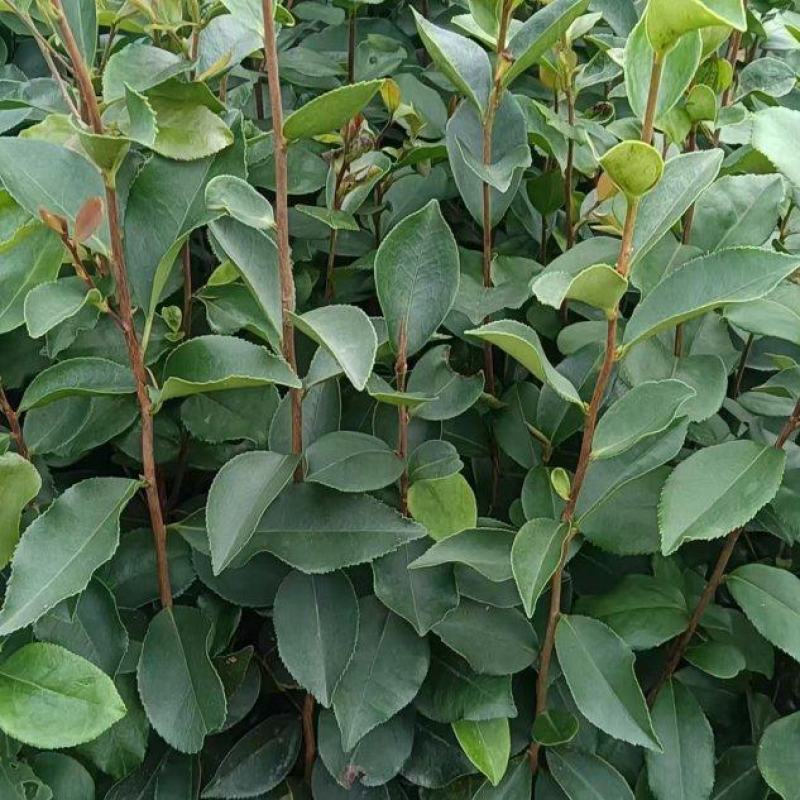 油茶苗，实生营养杯苗质量保证诚信经营欢迎咨询