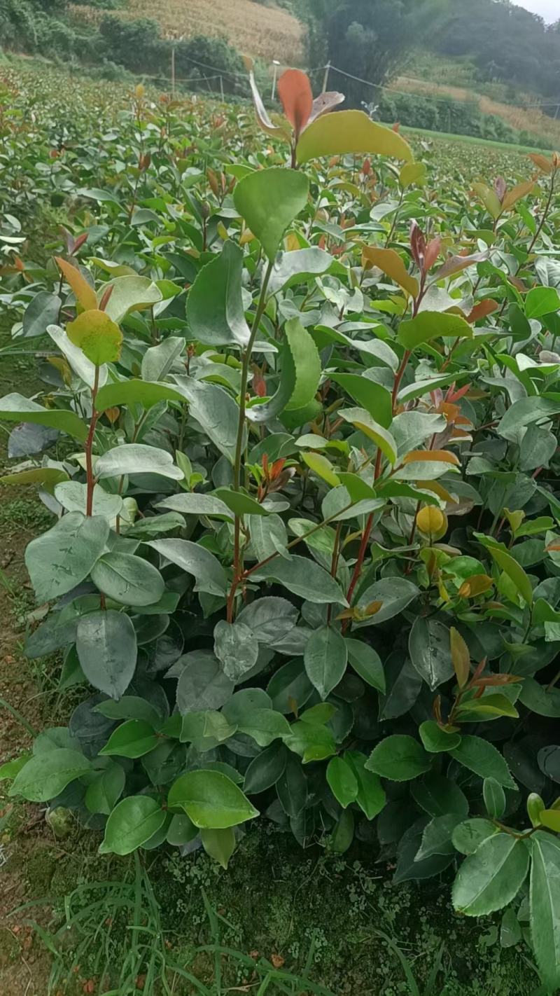 油茶苗，实生营养杯苗质量保证诚信经营欢迎咨询