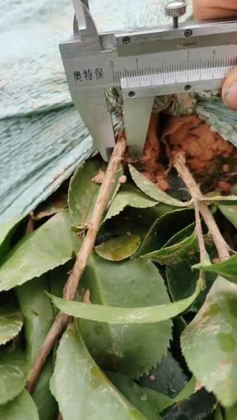 油茶苗，实生营养杯苗质量保证诚信经营欢迎咨询