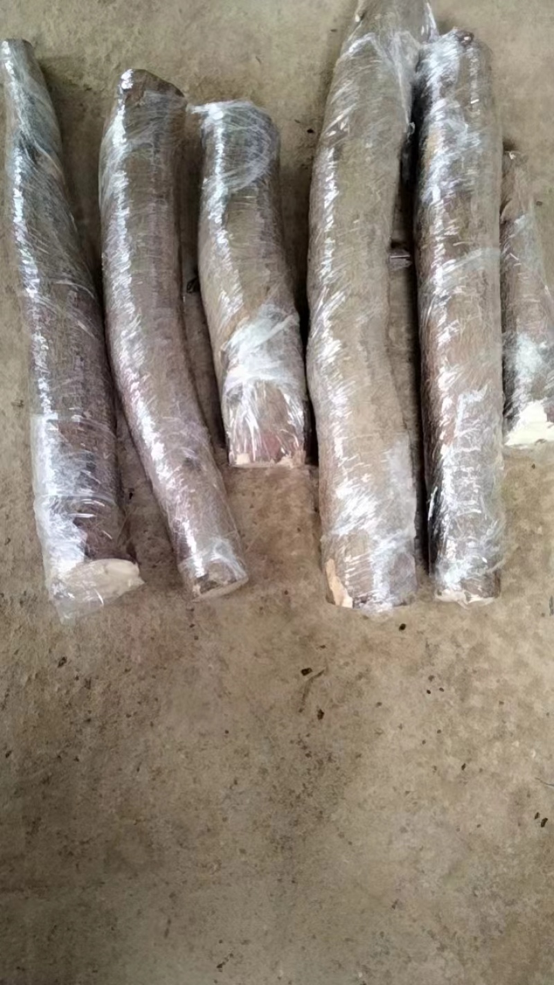 黄心木薯