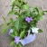 双色茉莉花