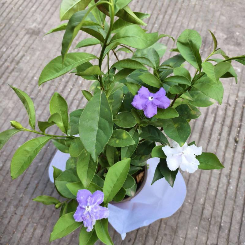 双色茉莉花