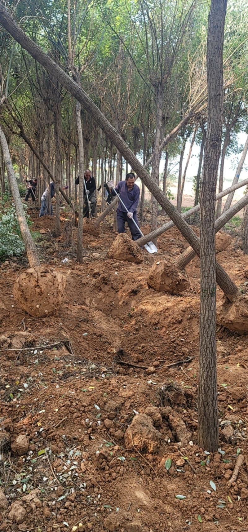 国槐精品国槐基地一手货源规格多样欢迎电联下单