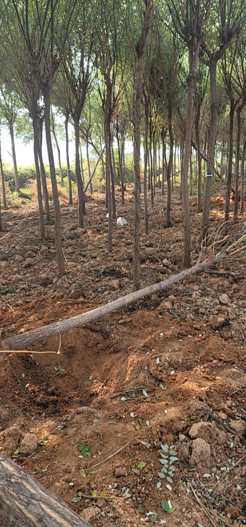 国槐精品国槐基地一手货源规格多样欢迎电联下单