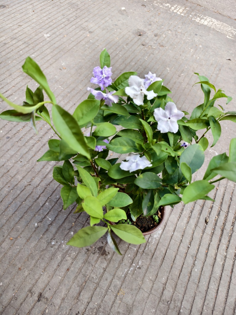 双色茉莉花