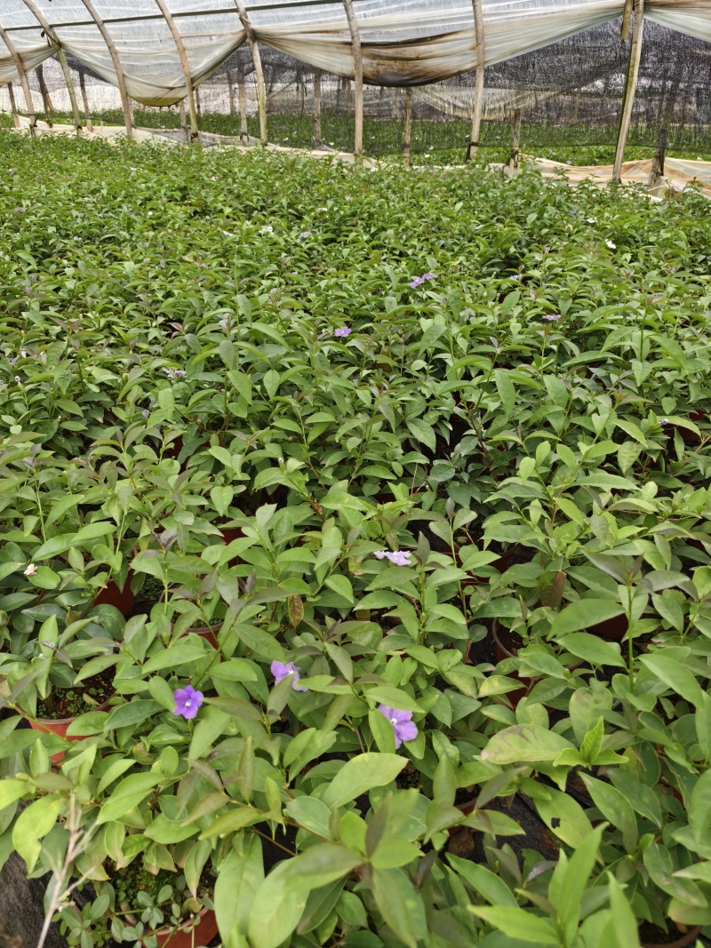 双色茉莉花
