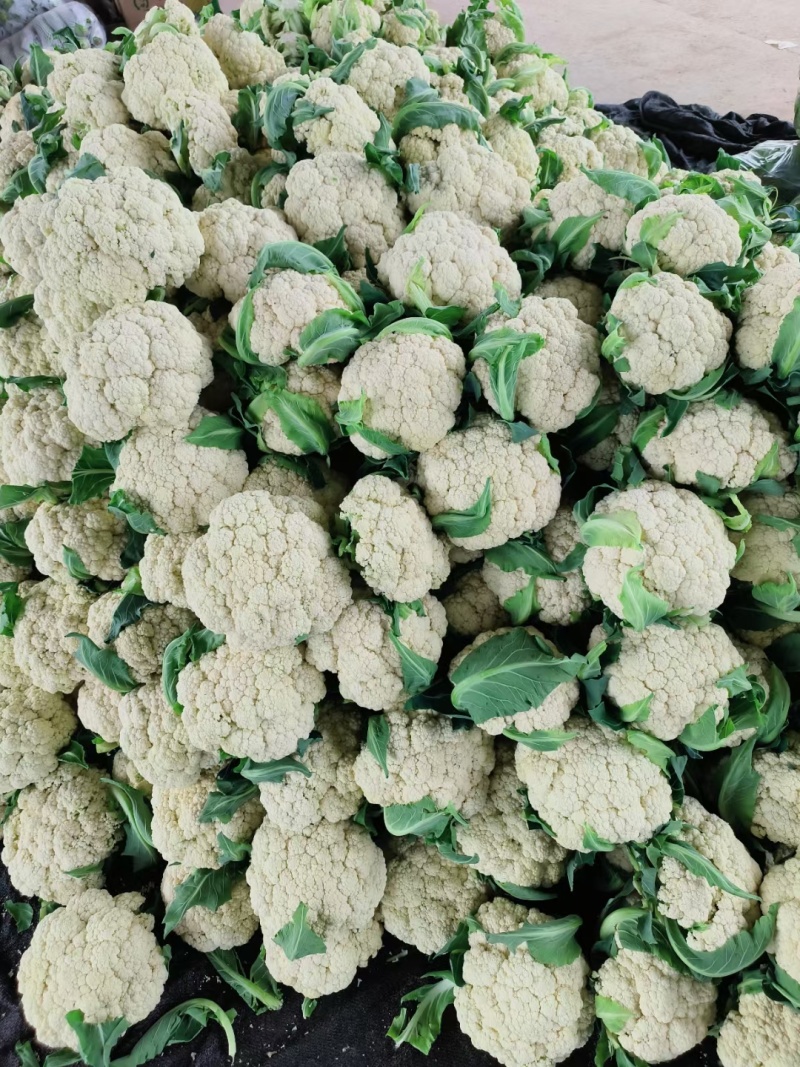 精品松花，大量供应，一手货源，质量牛，欢迎下单