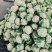 精品松花，大量供应，一手货源，质量牛，欢迎下单