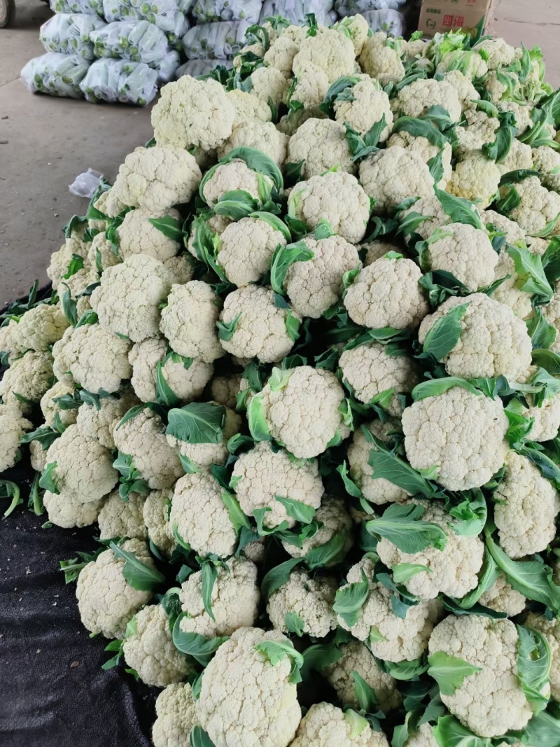 精品松花，大量供应，一手货源，质量牛，欢迎下单
