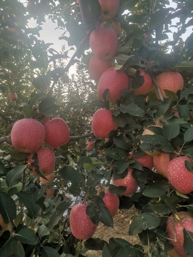 纸袋中秋王