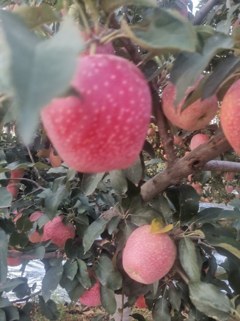 纸袋中秋王