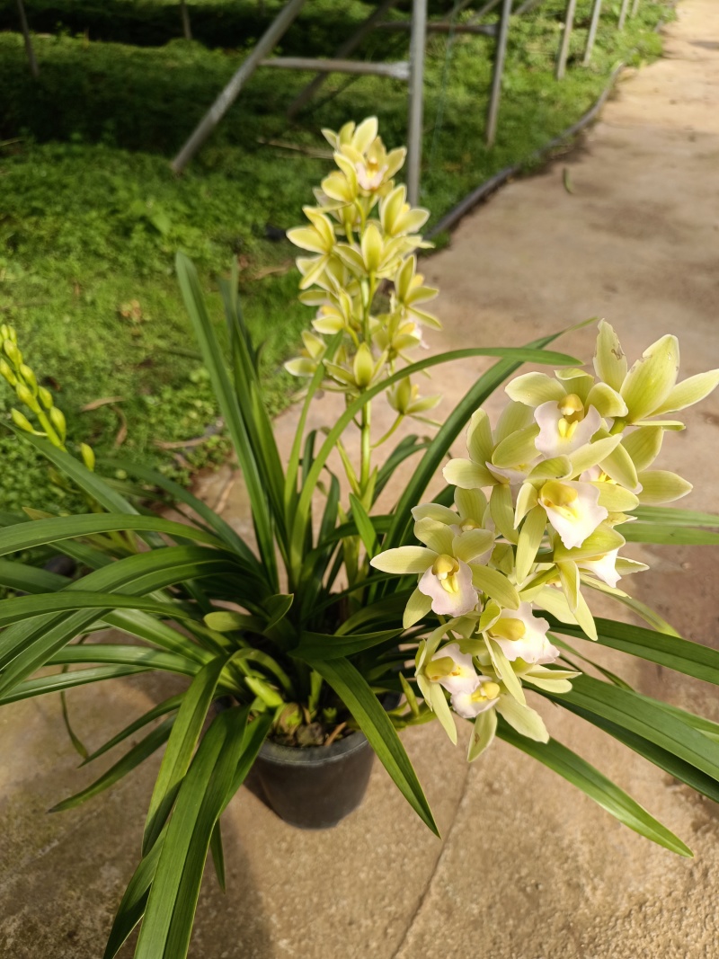 兰花