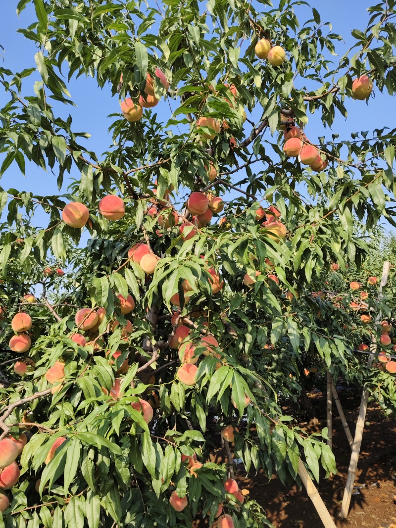 中华寿桃