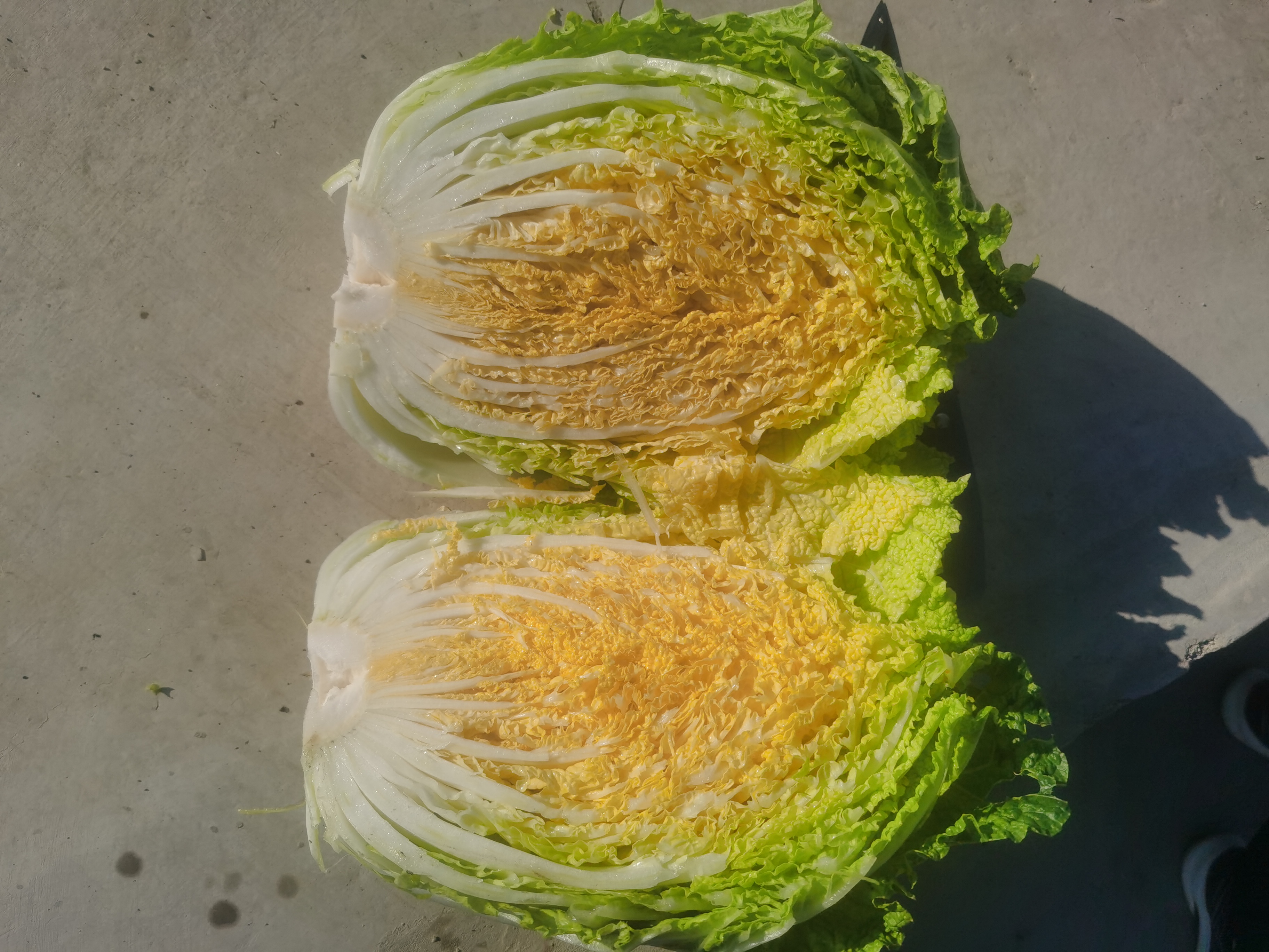 切开的黄心白菜特写