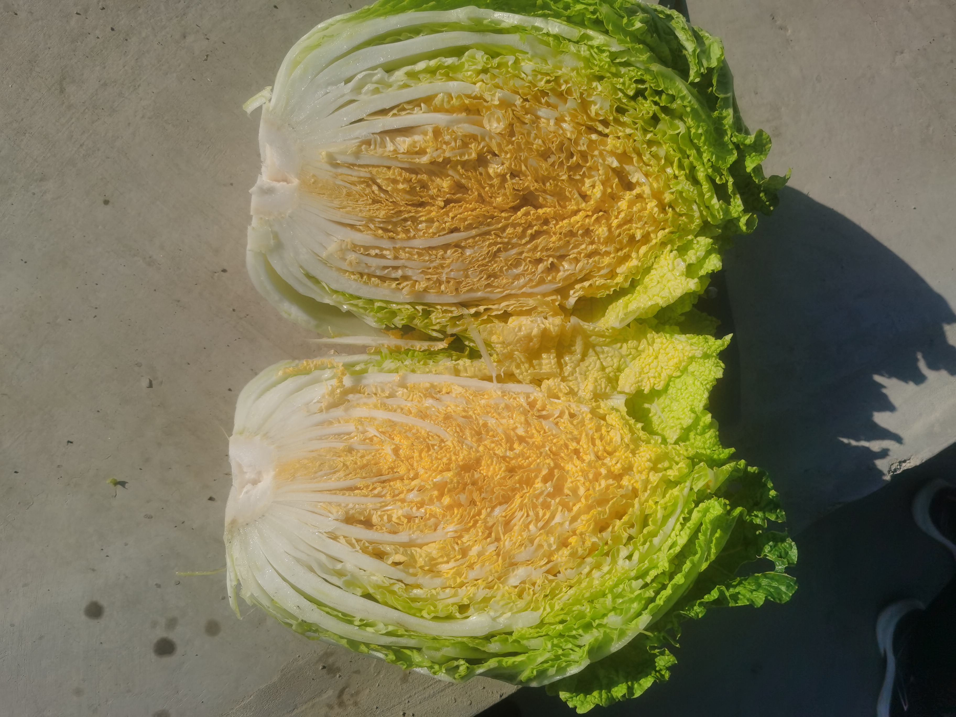 半截黄心白菜特写