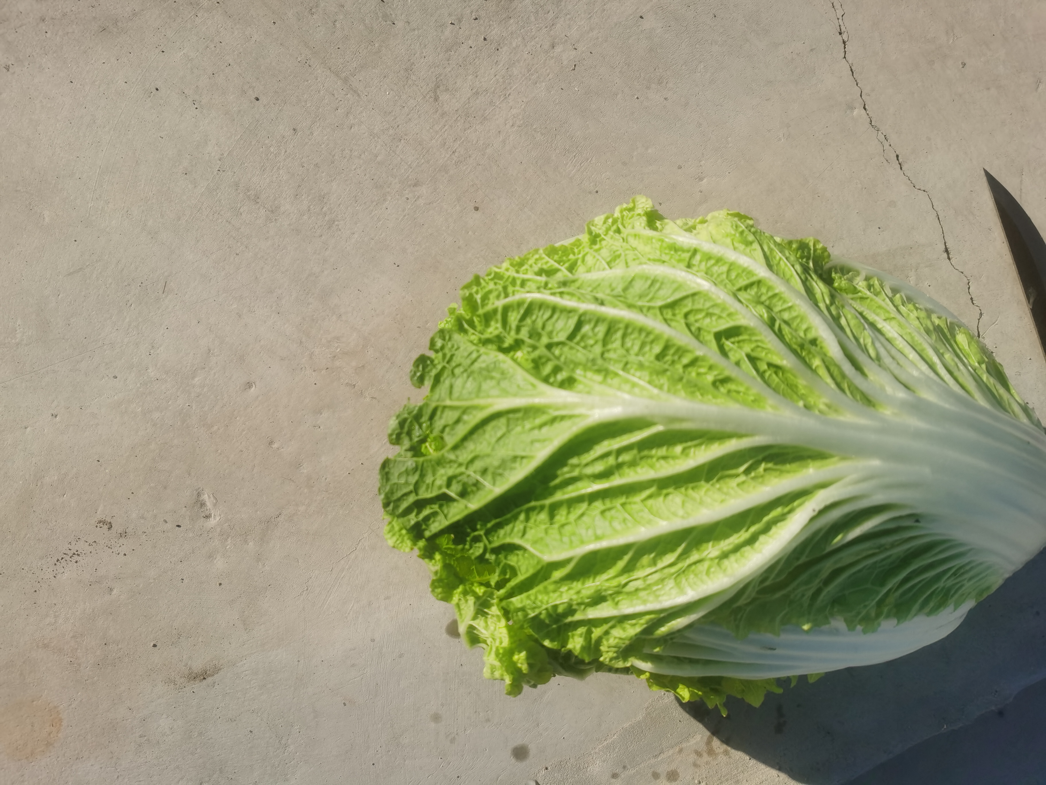 黄心白菜与厨房场景