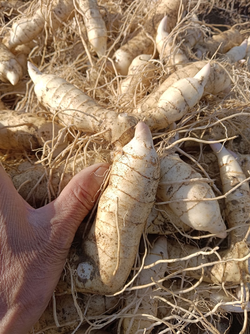 东北鸡头短粗胖黄精