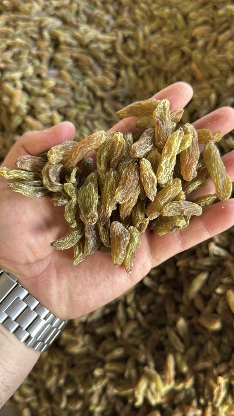 精品绿香妃葡萄干大量上市品质保证量大从优一手货源