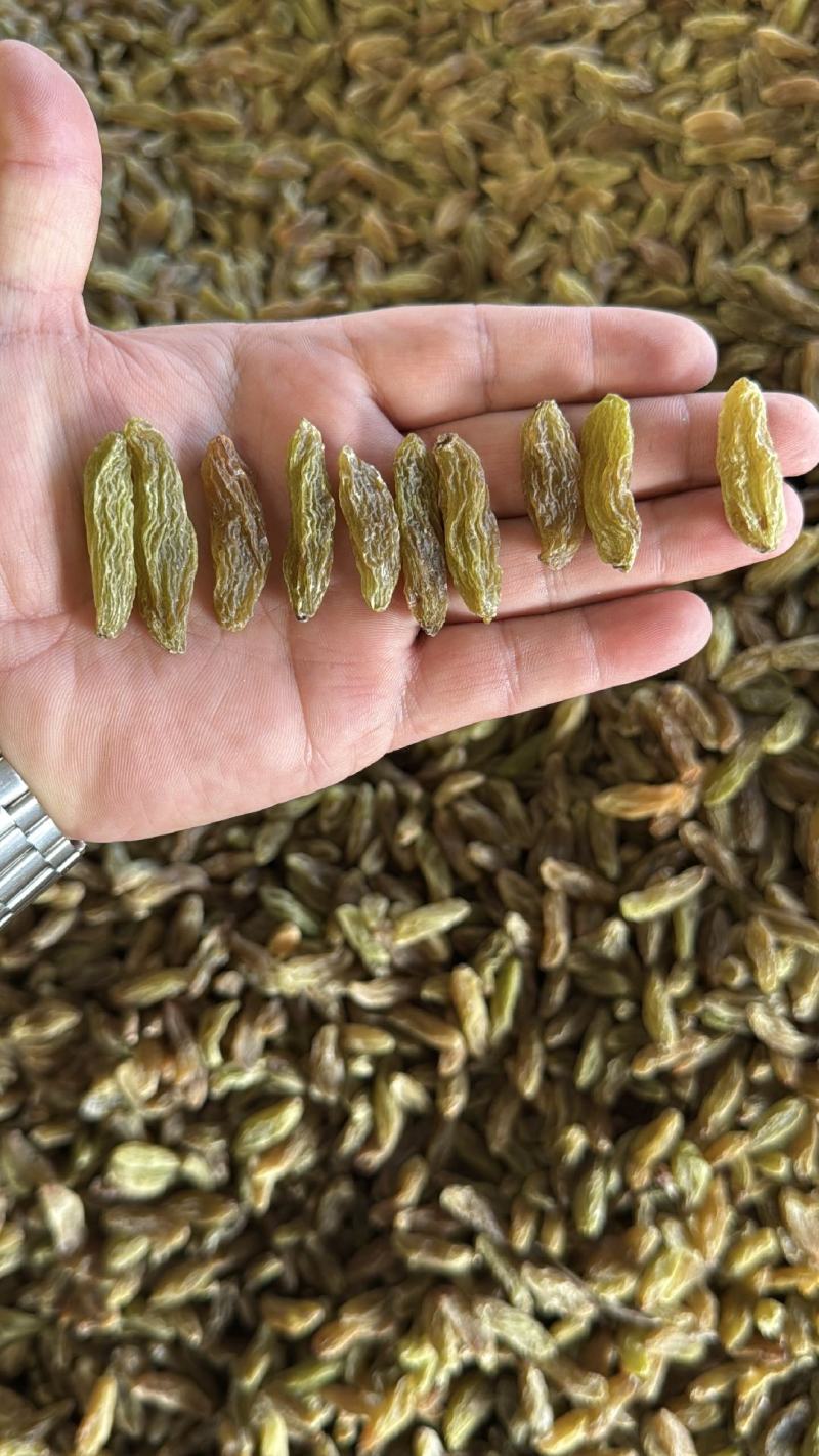 精品绿香妃葡萄干大量上市品质保证量大从优一手货源