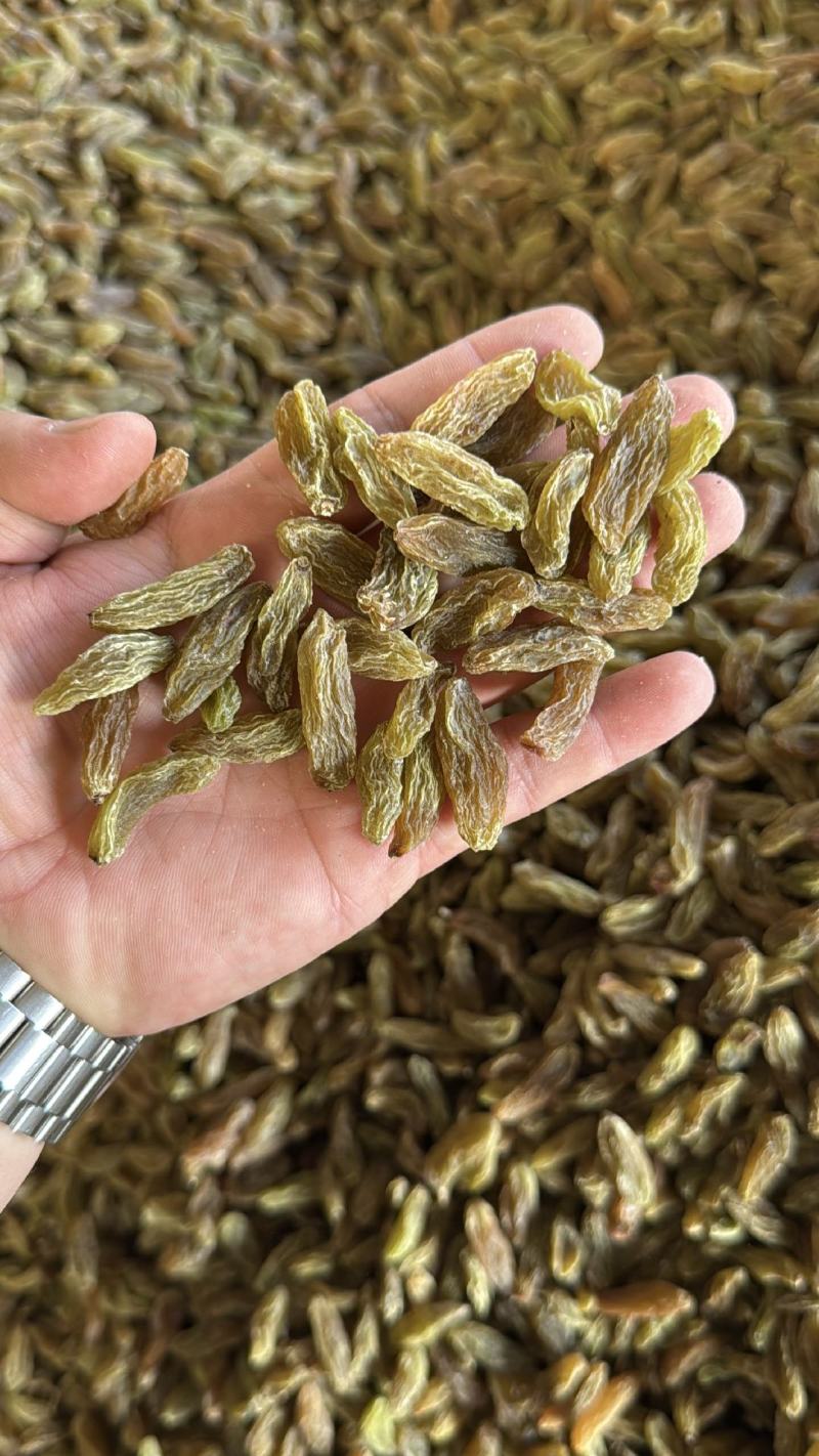精品绿香妃葡萄干大量上市品质保证量大从优一手货源