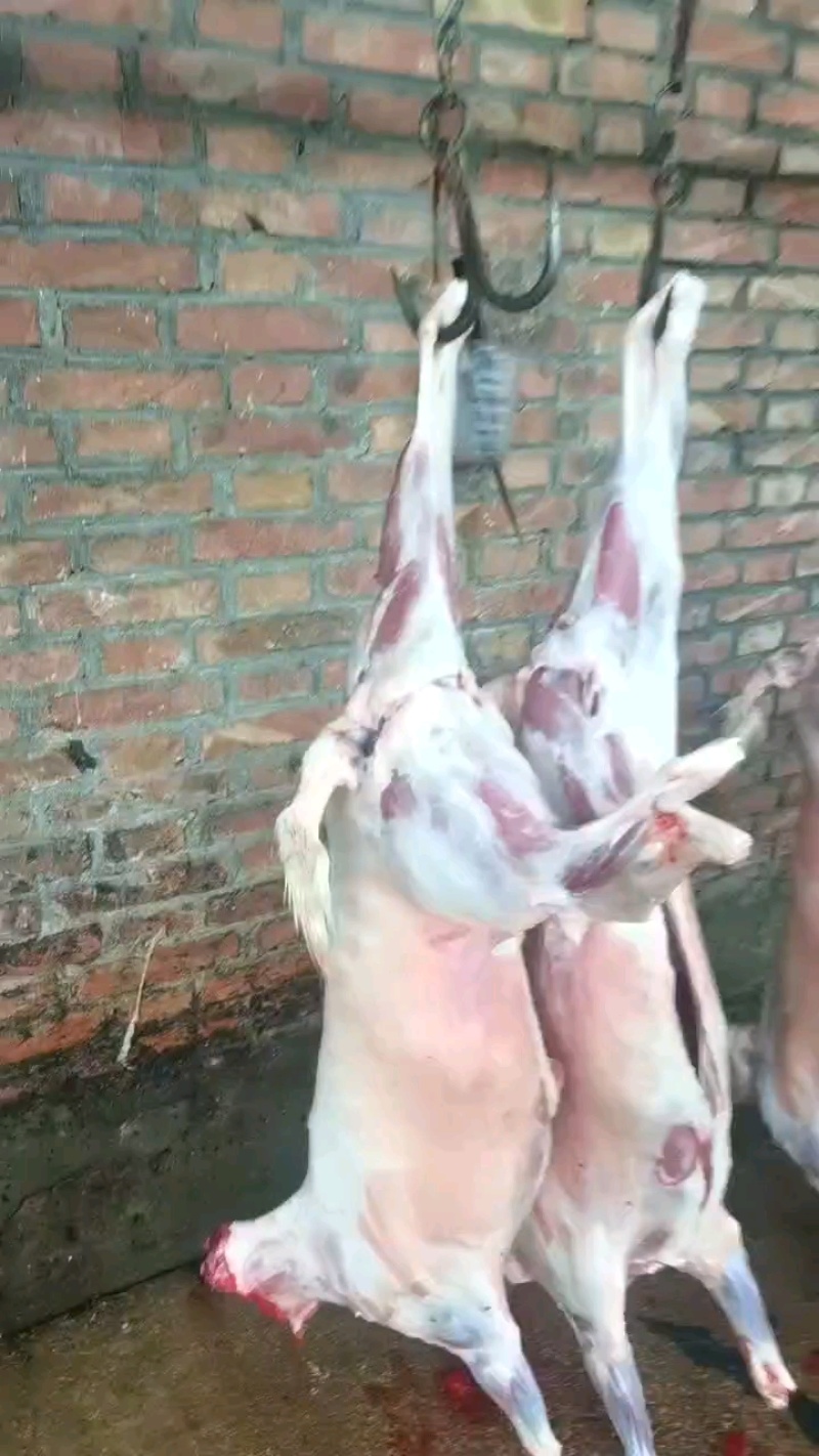 羊肉烤全羊山羊酮体一手货源货源充足