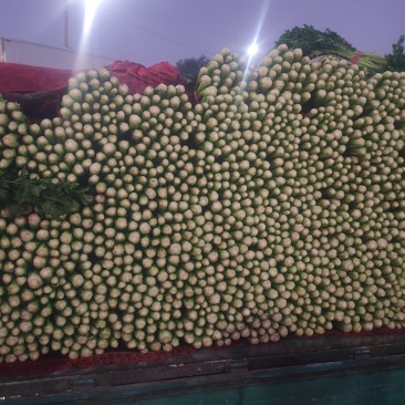精品芹菜