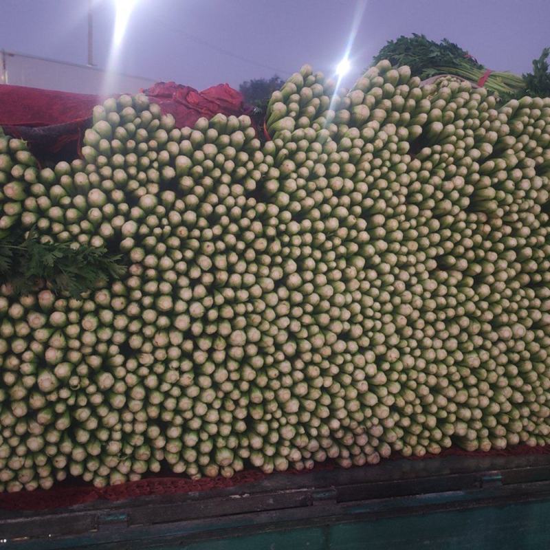 精品芹菜