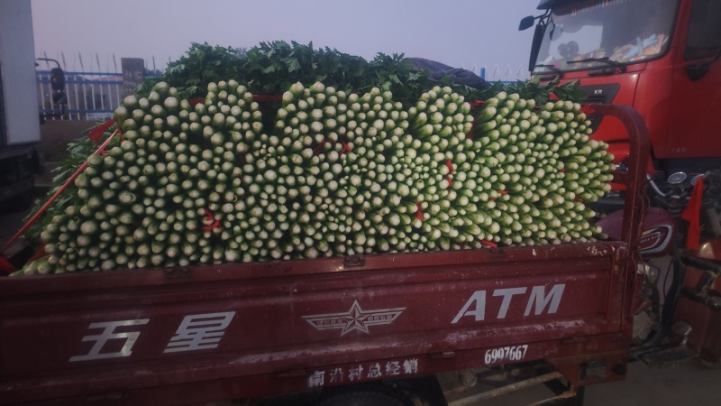 精品芹菜