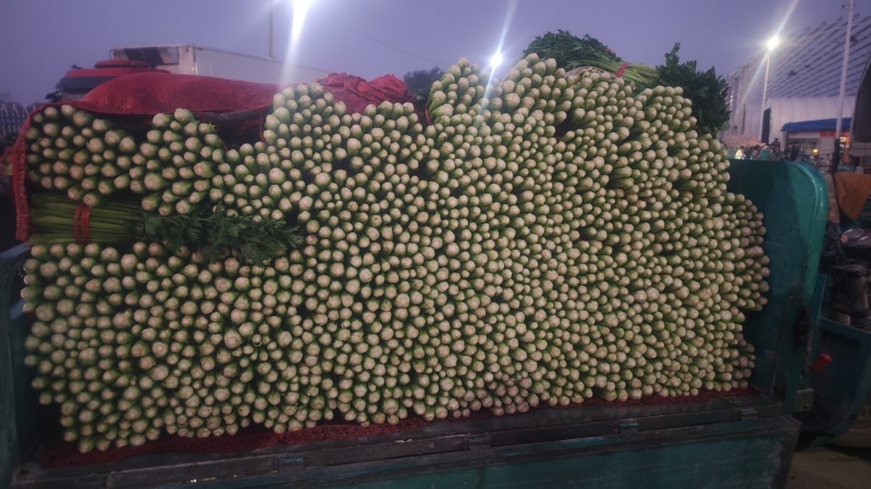 精品芹菜