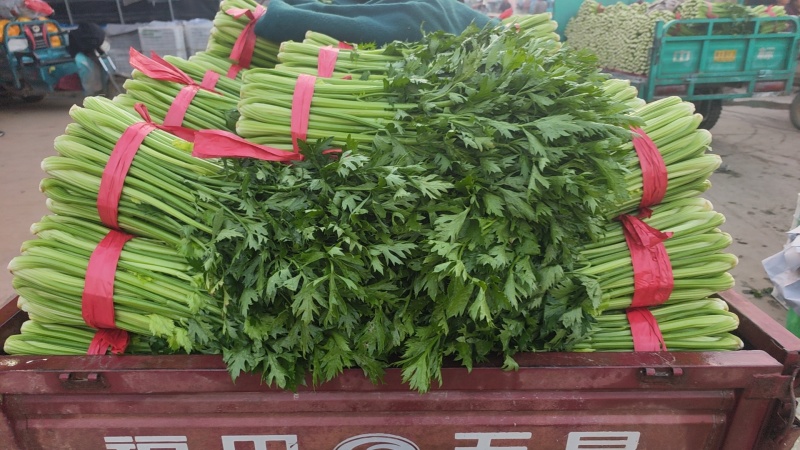 精品芹菜