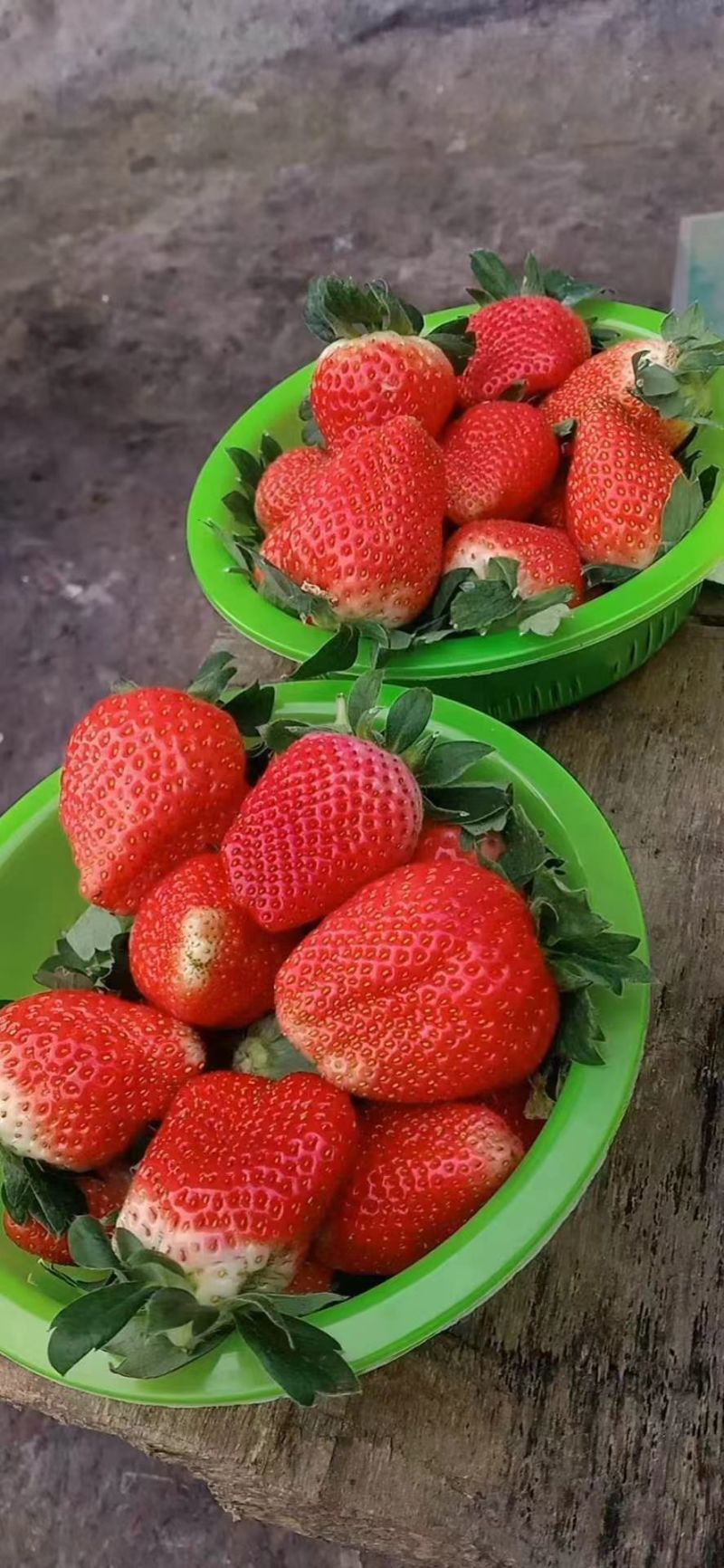 草莓苗香野章姬粉玉红颜草莓苗寿光基地直发