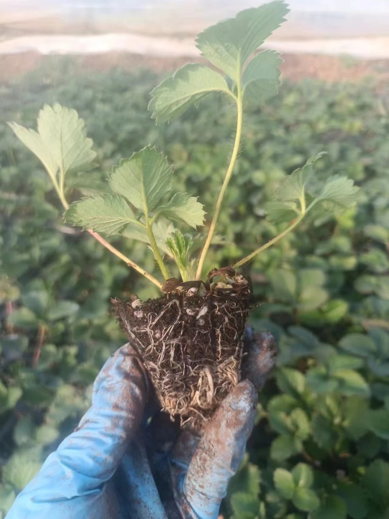 草莓苗香野章姬粉玉红颜草莓苗寿光基地直发