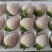 草莓苗香野章姬粉玉红颜草莓苗寿光基地直发