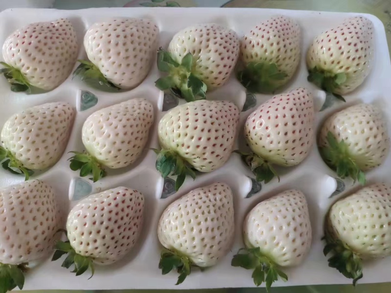 草莓苗香野章姬粉玉红颜草莓苗寿光基地直发